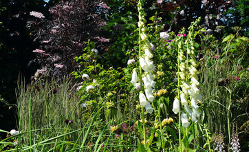 Fingerbøl, Digitalis purpurea ’Alba’