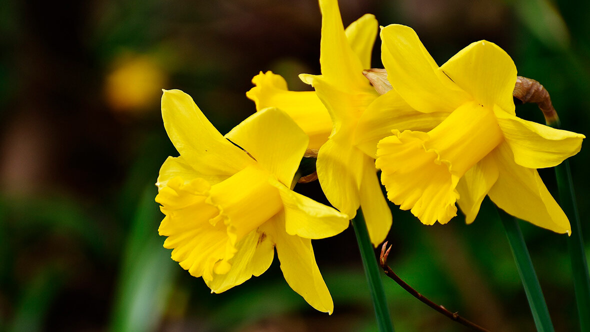 Påskeliljer i blomst