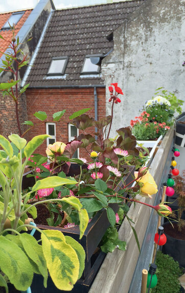 Blomsterkasser på altan Farverige blomster og krydderurter i altankasser