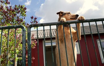Det er simpelt at holde sin hund på egen grund - lav simpelthen en indhegning, som hunden ikke kan springe over.