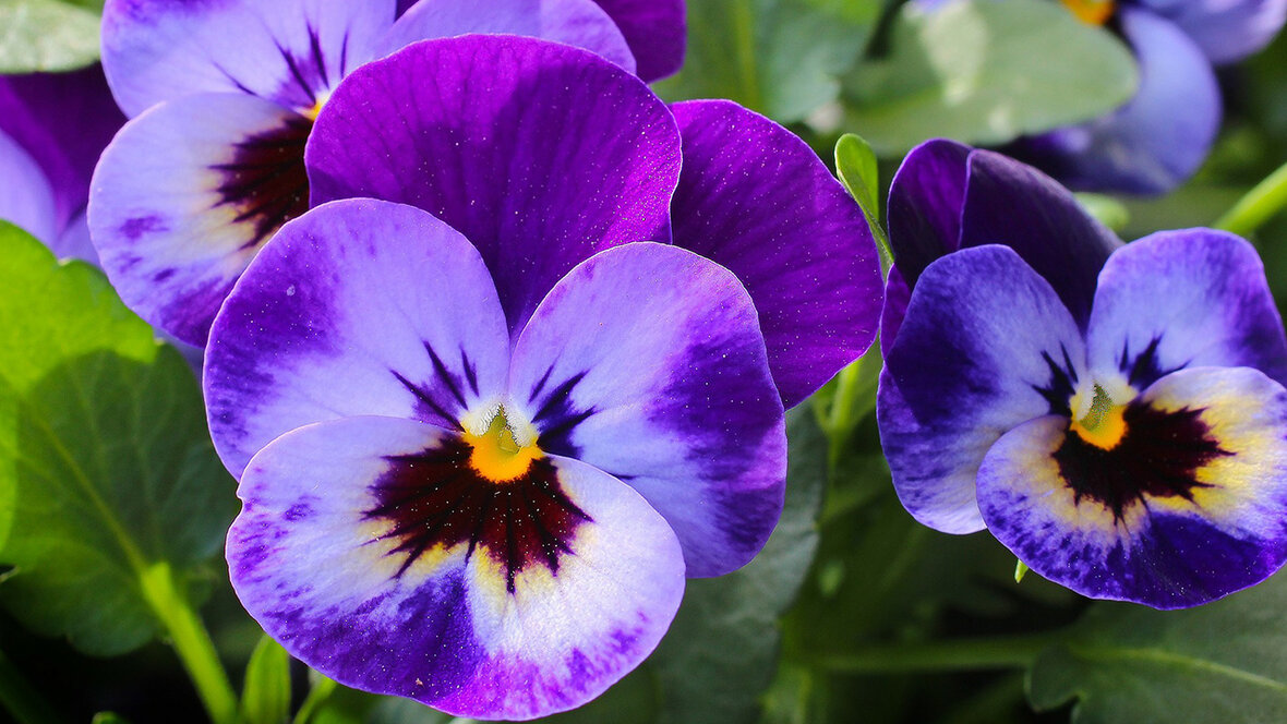 Hornviol
