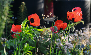 Valmue, Papaver commuatum ’Ladybird’