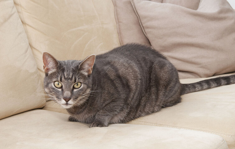 kat ligger i sofa