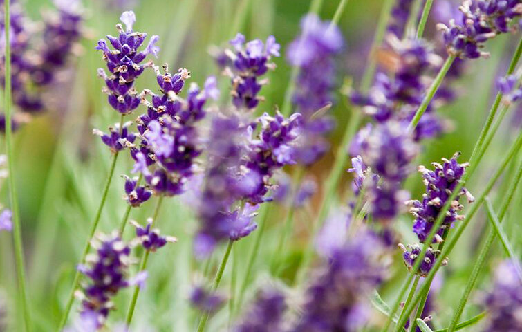 Nærbillede af lavendel i blomst
