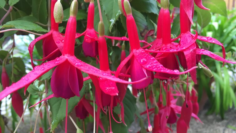 Nærbillede af røde blomster på planten fuchsia
