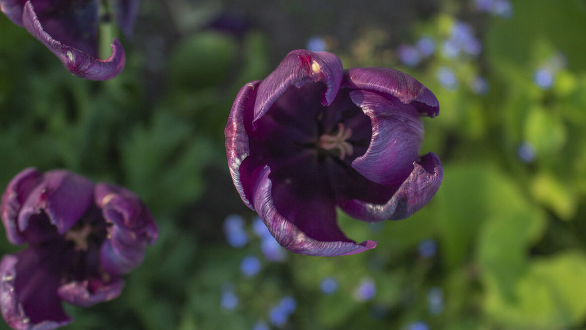 Tulipan