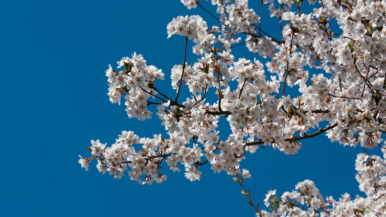Grene på kirsebærtræ dækket af hvide kirsebærblomster.