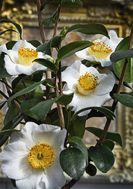 Kamelia, Camellia japonica