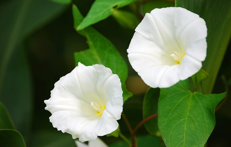 Agersnerle med hvide blomster