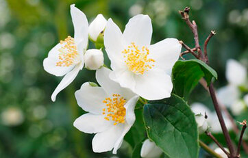 Uægte jasmin