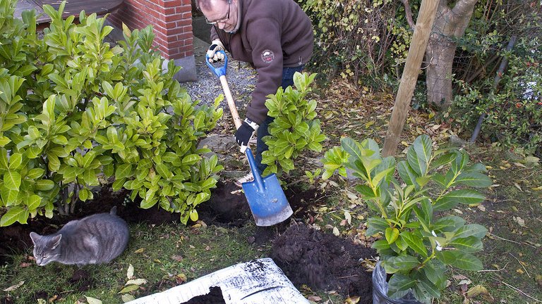 Sådan planter du i haven