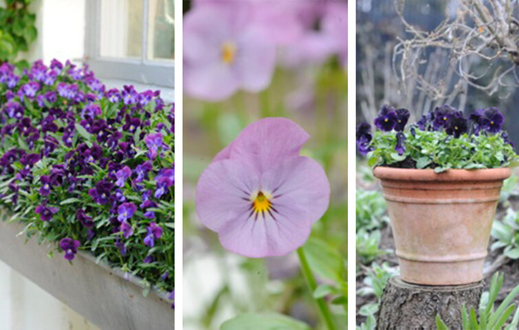Hornvioler i blomsterkasser og krukker Hornvioler i blomsterkasser og krukker