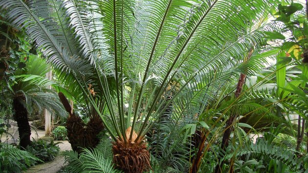 Cycas-palme
