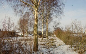 Birketræer skal helst beskæres før januar, fordi de bløder plantesaft.