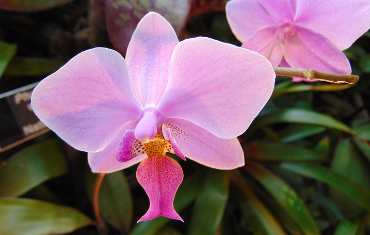 orkide phalaenopsis lyserød blomst plante potteplante