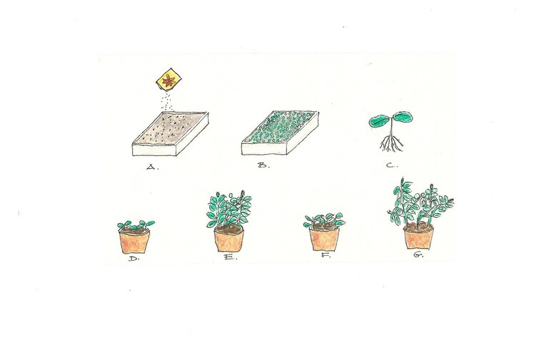 Sådan sår du dine frø. Illustration: John Henriksen