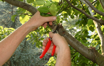 Beskæring af grene. Beskæring af grene.