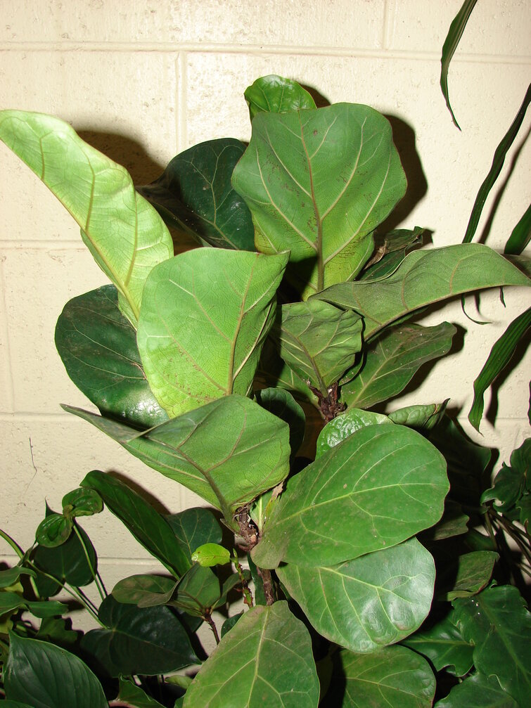 Planten violinfigen