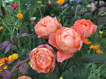 Denne engelske rose hedder Lady of Shalot.