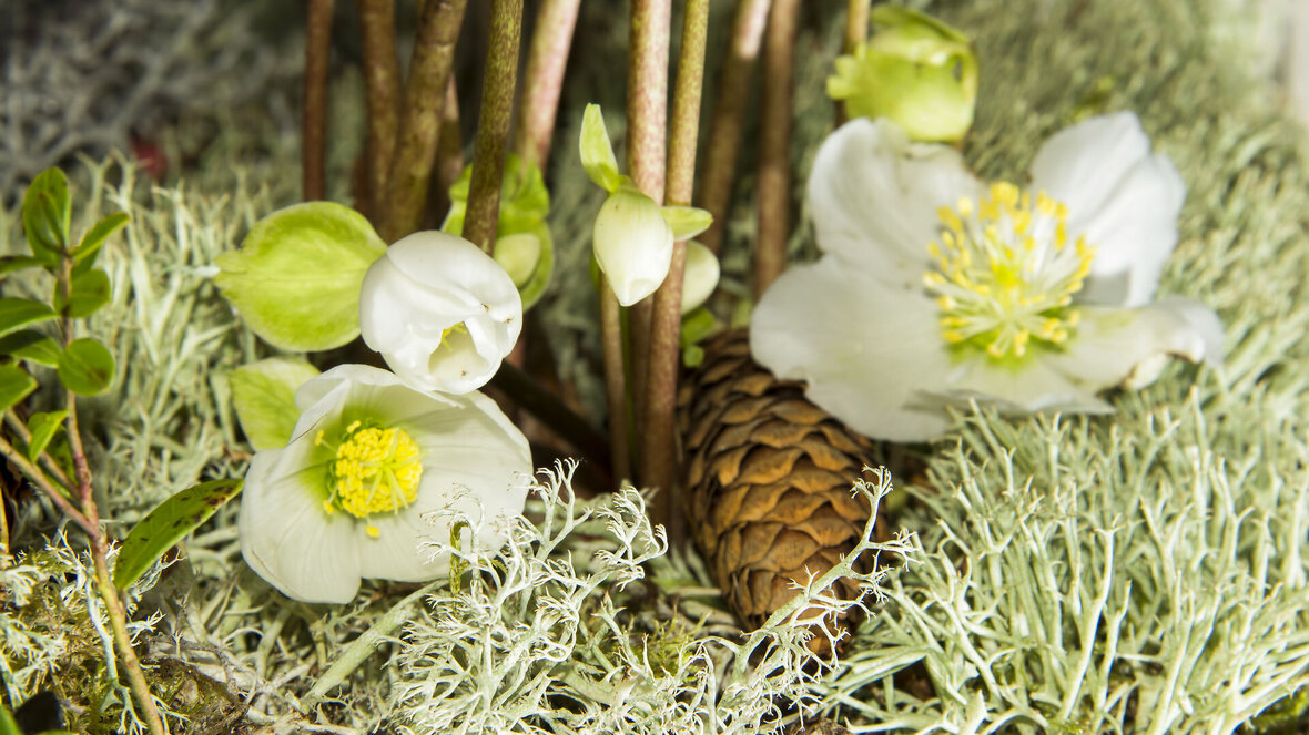 julerose