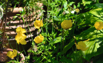 Skovvalmuesøster, Meconopsis cambrita