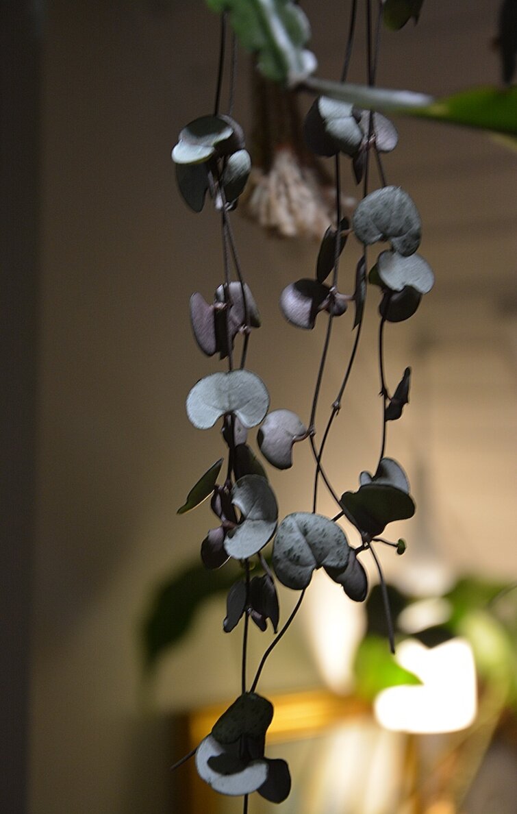 Nærbillede af planten hjerteranke