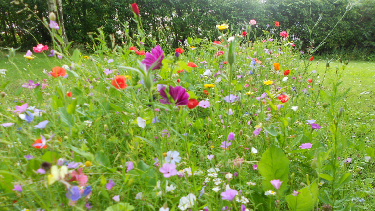 Gratis frøpose med vilde blomster