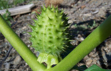 Pigæble (Datura stratonium)
