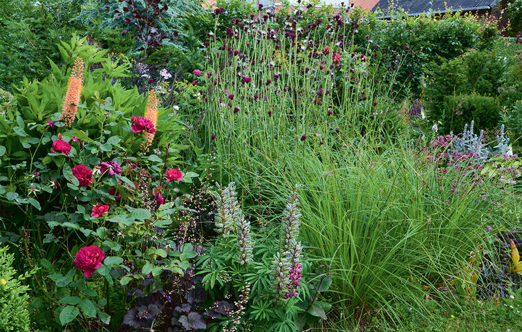 Staudebed i blomstring