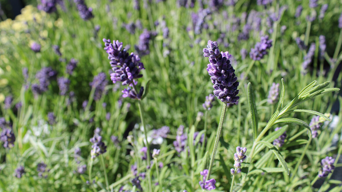 Lavendel