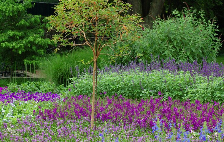 få mindre ukrudt med tætplantede blomster
