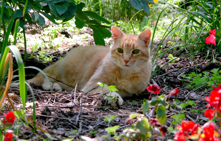 kat ligger i blomsterbed