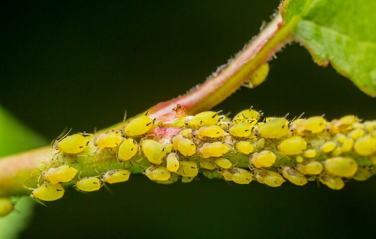 Mange bladlus på plante