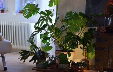Stor fingerfilodendron i mørk stue.