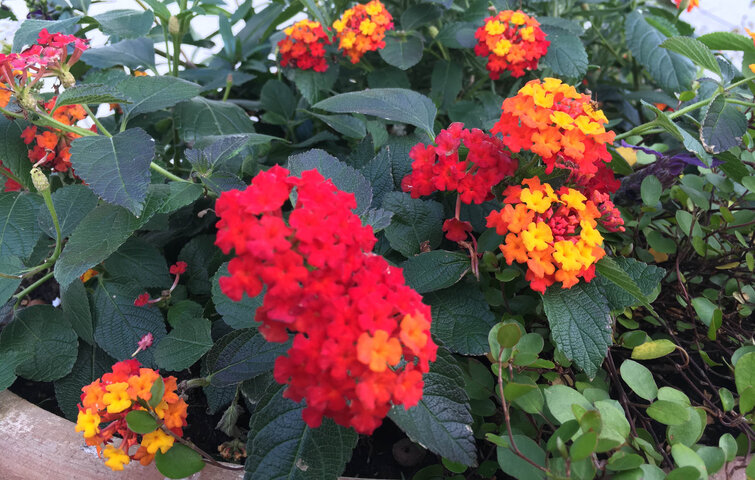 Planten ildkrone med røde og orange blomster