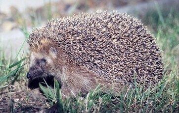 pindsvin Pindsvin er gode at have i haven da de bl.a. lever af larver