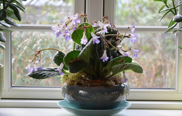 Spiralfrugt i blå potte. Planten har store grønne blade og trompetformede, violette blomster.