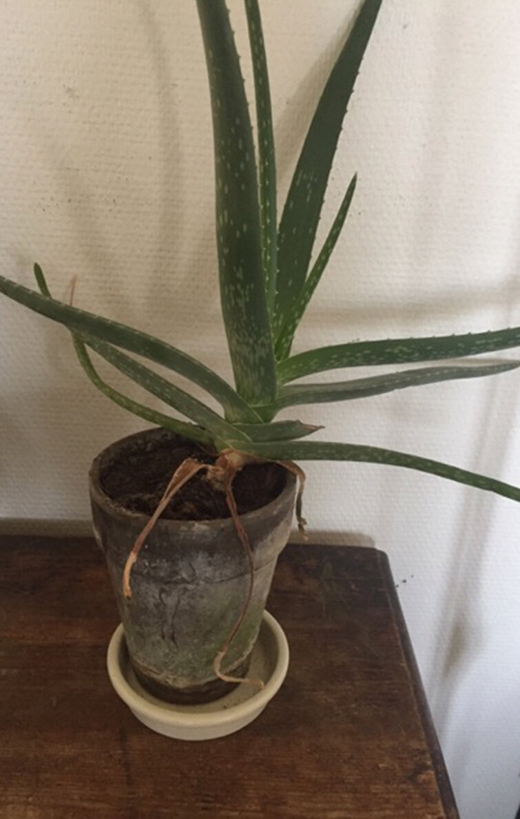 Nærbillede af planten Aloe vera