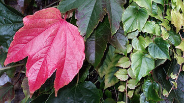 Rådhusvin, Parthenocissus tricuspidata