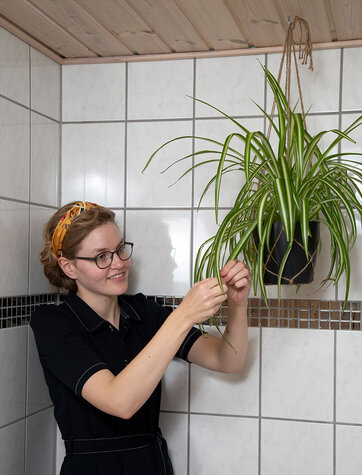 Væddeløberen er en fugtrensende plante, der er en velegnet til plante til badeværelset