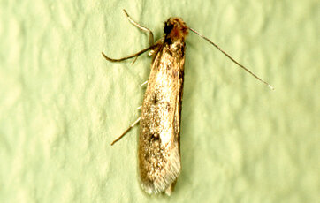 Pelsmøl