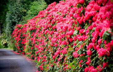 Rhododendron-buske giver en frodig og farverig hæk.