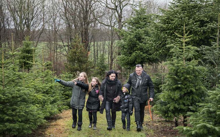 Juletræ jul fælde tips tricks Familie skal vælge og fælde juletræ til julen