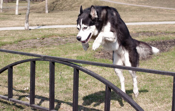 Sort og hvid hund springer over lavt hegn