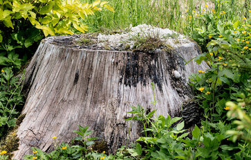 Stor træstub blandt grønne planter i bed