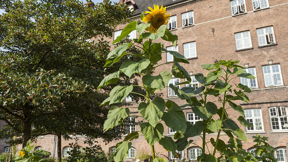 Solsikker, plejehjem og højbede på Nørrebro