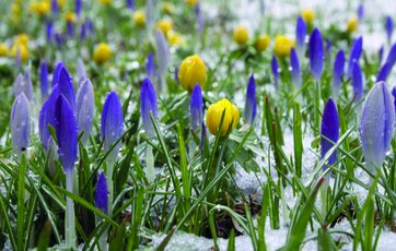 Erantis Erantis blomstrer om vinteren