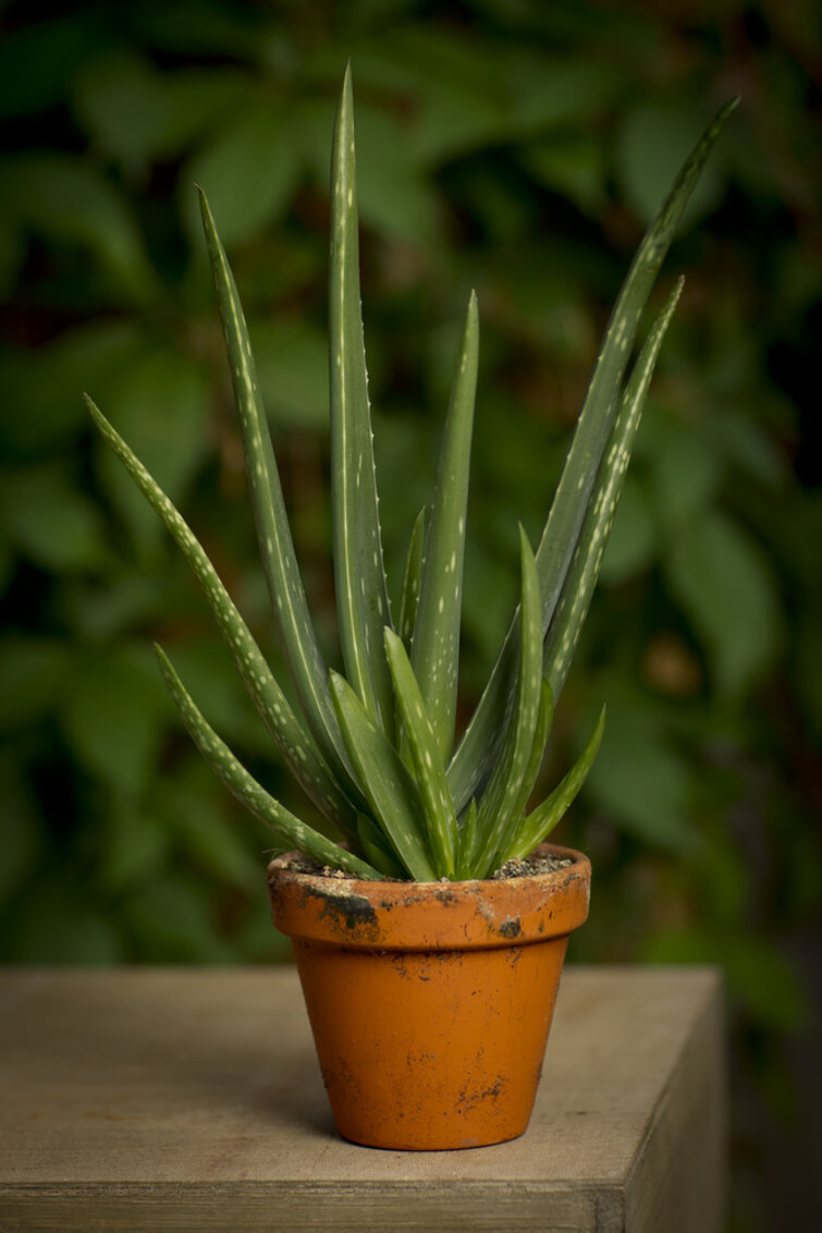 Kaktusser - aloe vera er en god plante til badeværelset
