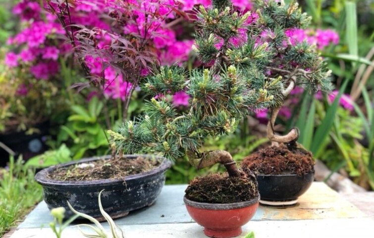 Bonsai-træer