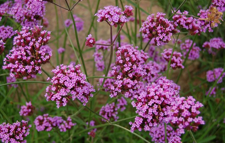 Blomsterplanten Verbena bonariensis